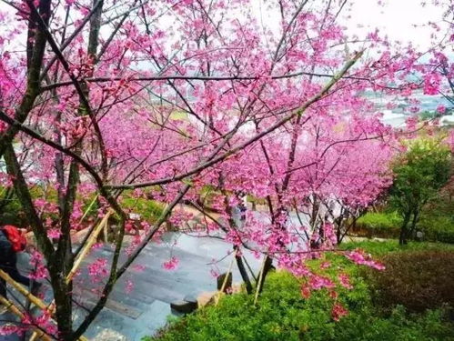 櫻花移栽的注意事項(xiàng),櫻花種植注意事項(xiàng),櫻花栽植的注意事項(xiàng)