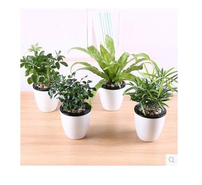 花卉租擺注意事項