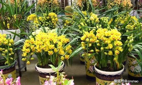 盆栽金邊蘭種植方法和注意事項(xiàng)