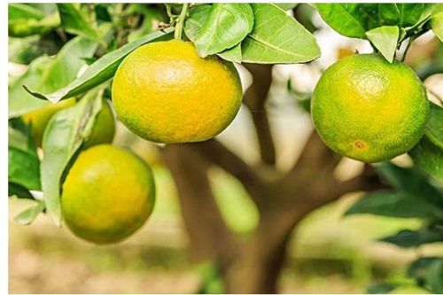 移栽,桔子,注意事項(xiàng)
