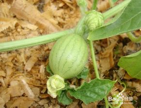 批發(fā)西瓜需要注意事項(xiàng)