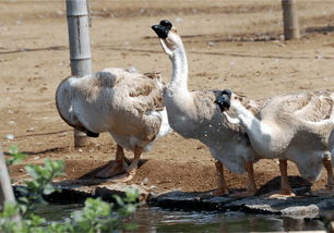 養(yǎng)寵物鵝注意事項(xiàng),鵝苗養(yǎng)殖的注意事項(xiàng),鵝的管理方法和注意事項(xiàng)