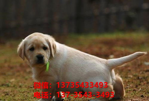 注意事項(xiàng),犬舍,買狗