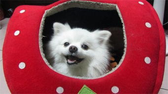 狗狗洗完牙注意事項(xiàng)