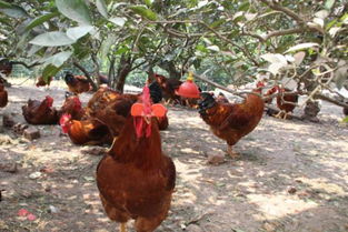 飼養(yǎng)蘆丁雞注意事項(xiàng),被蟲(chóng)族飼養(yǎng)的注意事項(xiàng),荷蘭鼠飼養(yǎng)注意事項(xiàng)