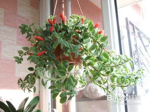 圓葉吊蘭養(yǎng)殖注意事項