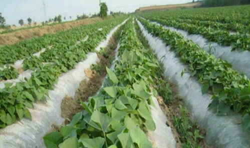 秋葵種植技術(shù)及注意事項(xiàng),玉米的種植技術(shù)及注意事項(xiàng),陽臺(tái)黃瓜種植技術(shù)及注意事項(xiàng)