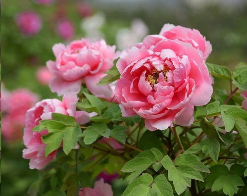 牡丹花開(kāi)花注意事項(xiàng)