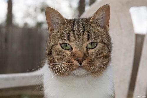 狗狗,托運,注意事項