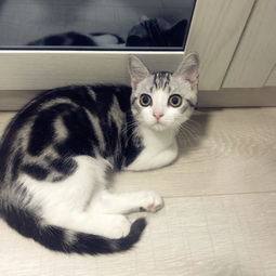 飼養(yǎng)美短貓注意事項(xiàng),美短貓生產(chǎn)注意事項(xiàng),買(mǎi)美短貓的注意事項(xiàng)