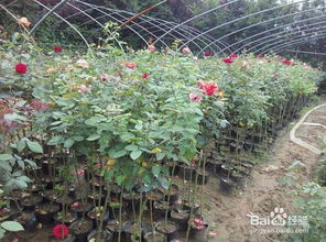 室內睡蓮的種植方法和注意事項,月季苗種植方法和注意事項,樹狀月季種植注意事項