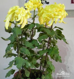 富貴,養(yǎng)殖,注意事項,方法