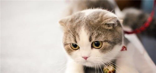 寵物貓在家洗澡注意事項,寵物貓洗澡注意事項,寵物貓打疫苗注意事項