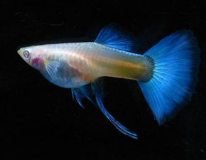 孔雀魚繁殖注意事項,新手養(yǎng)孔雀魚注意事項,孔雀魚飼養(yǎng)注意事項