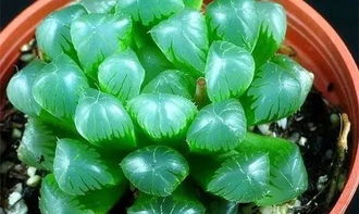 玉露移栽注意事項(xiàng),養(yǎng)玉露的注意事項(xiàng),玉露的種植方法和注意事項(xiàng)