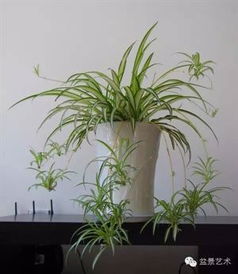 移栽吊蘭注意事項(xiàng)