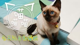 貓咪打疫苗后注意事項