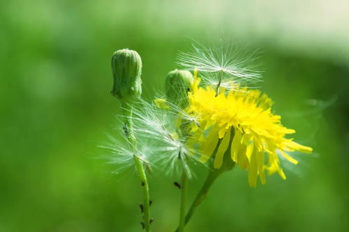 蒲公英有什么注意事項(xiàng)