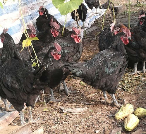 烏雞喂養(yǎng)的注意事項(xiàng),雛鳥的喂養(yǎng)以及注意事項(xiàng),燉烏雞注意事項(xiàng)