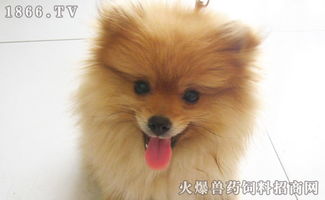 博美配種后注意事項