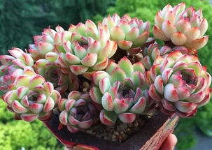 花種,種植,注意事項,方法