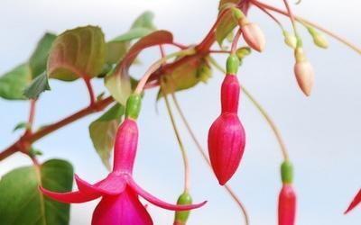 吊鐘海棠養(yǎng)殖方法和注意事項