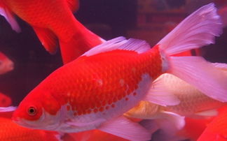 紅鯽魚(yú)養(yǎng)殖和注意事項(xiàng)