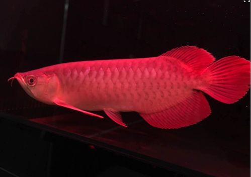 注意事項(xiàng),快遞,龍魚