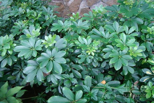 鵝掌,養(yǎng)殖,注意事項,方法