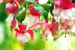 吊鐘海棠的養(yǎng)殖方法和注意事項,吊鐘海棠花的養(yǎng)殖方法和注意事項盆栽,玫瑰海棠的養(yǎng)殖方法和注意事項