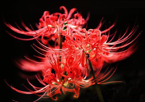 奇異彼岸花的故事，看完后心微微顫痛