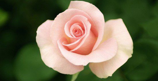 愛是恒久幽靜的花