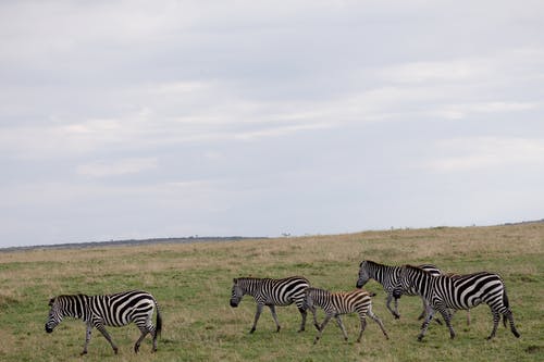 美艷老婆是特工小說(shuō)爽文林晨葉寒霜無(wú)錯(cuò)版閱讀