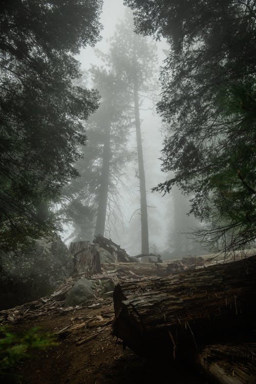 寫荷花的詩句 寫荷花的詩句