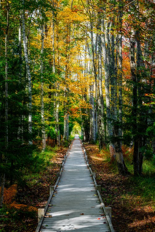 五年級散文大閱兵