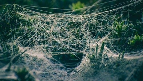 父母在，如鳥兒有巢；父母去，如風(fēng)箏斷線