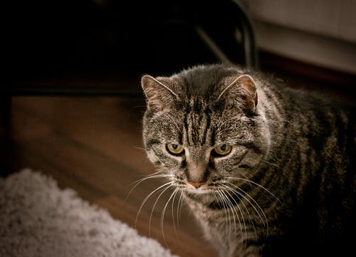 2021河?xùn)|獅吼經(jīng)典臺(tái)詞 2021河?xùn)|獅吼經(jīng)典臺(tái)詞