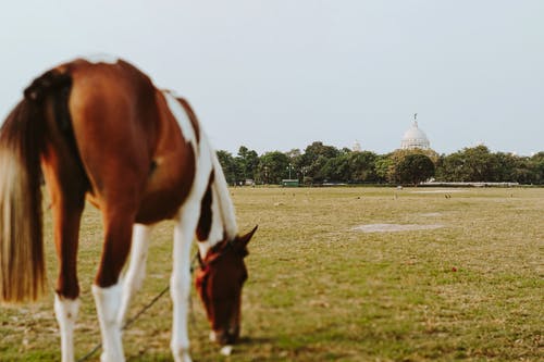我有萬(wàn)千異火小說by解釋何風(fēng)林青玄無(wú)目錄閱讀 我有萬(wàn)千異火小說by解釋何風(fēng)林青玄無(wú)目錄閱讀