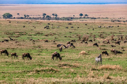 奇幻靈墟直播我今天可能會死小說主角蘇星在線閱讀