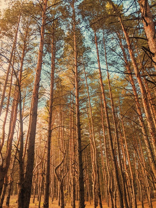 秦良玉文言文翻譯 秦良玉文言文翻譯