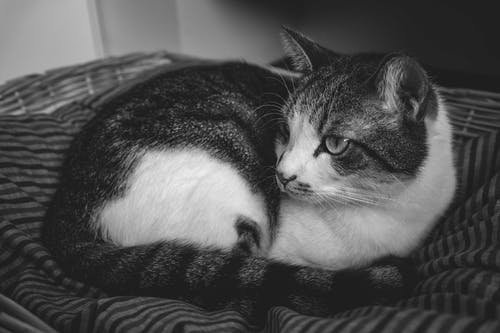 五年級(jí)日記有趣的跳蚤市場(chǎng) 五年級(jí)日記有趣的跳蚤市場(chǎng)