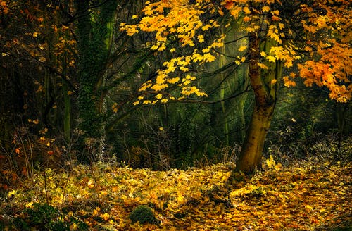 五年級(jí)游記快樂的春游之旅