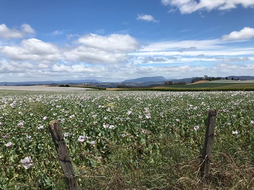 描寫春風(fēng)的詩句 描寫春風(fēng)的詩句