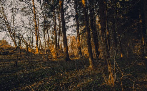 神王閣林九小說江淑雅小魚作品在線閱讀 神王閣林九小說江淑雅小魚作品在線閱讀