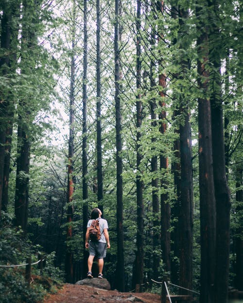 《蟬》原文譯文鑒賞 《蟬》原文譯文鑒賞