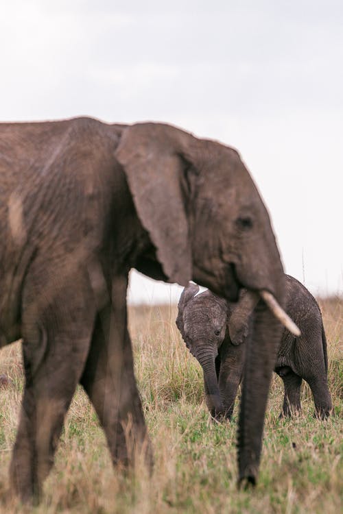 詩句作文錦集6篇 詩句作文錦集6篇