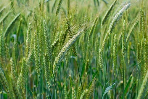 普希金的詩(shī)歌3篇 普希金的詩(shī)歌3篇