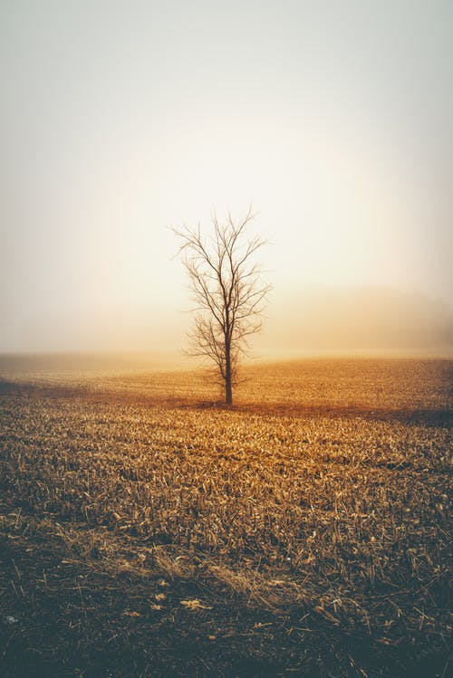 立春時節(jié)詩歌