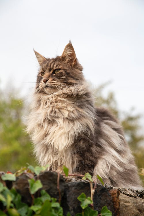 暮秋獨游曲江賞析及譯文注釋 暮秋獨游曲江賞析及譯文注釋