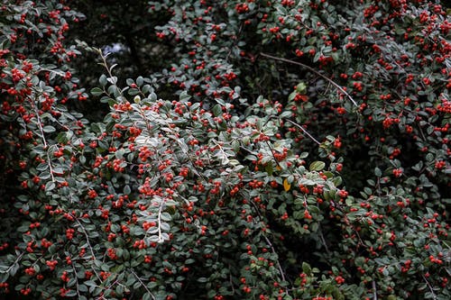 古風瑾儀南陵刈小說幸得君心似我心整本閱讀 古風瑾儀南陵刈小說幸得君心似我心整本閱讀